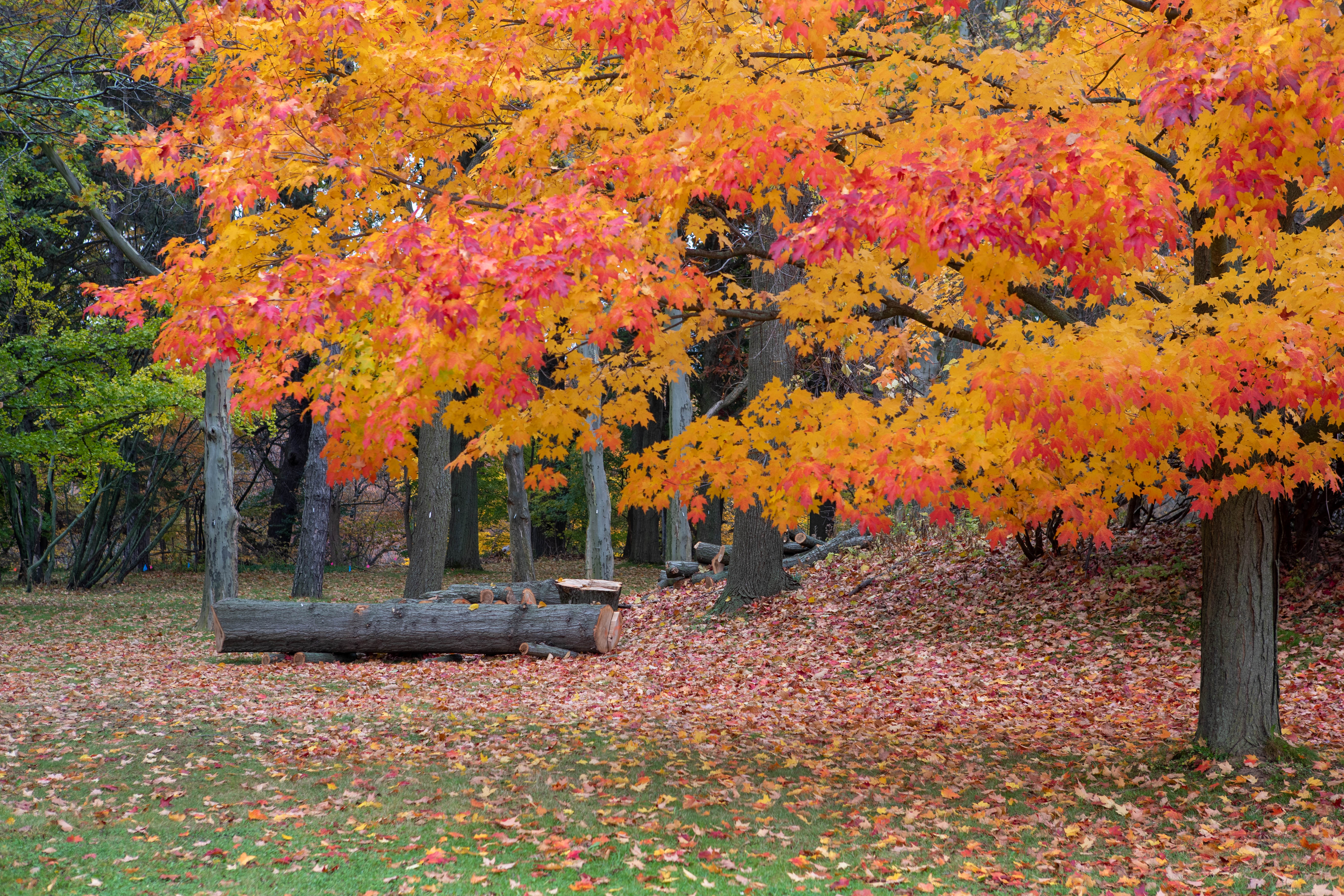 A Fall photo of a bright yellow and orange tree outside Alumni House.